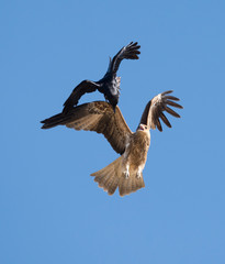  whistling kite doing battle with a black crow.