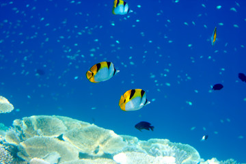 Fototapeta na wymiar Fishes in corals. Maldives. Indian ocean.