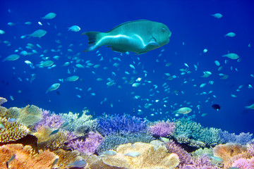 Fishes in corals. Maldives. Indian ocean.