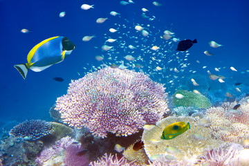 Fishes in corals. Maldives. Indian ocean.