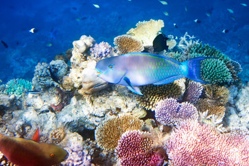 Fototapeta na wymiar Fishes in corals. Maldives. Indian ocean.