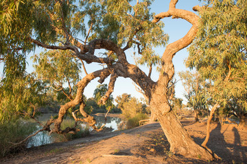 Fototapeta na wymiar coolibah tree at the dig tree on Cooper creek, Queensland, Australia.