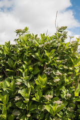 Hydrangea (hortensia) growing in the nature
