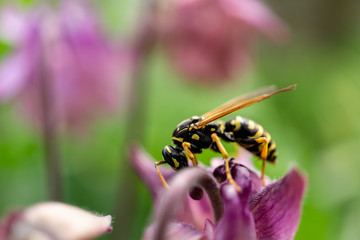 Eine Wespe auf einer Blume