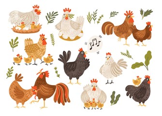 Collection of rooster, hen and chicks isolated on white background. Bundle of chicken with brood. Cute lovely family of domestic fowl or poultry birds. Childish flat cartoon vector illustration.