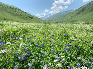 Summer in Mamison gorge. Russia, North Ossetia - Alania