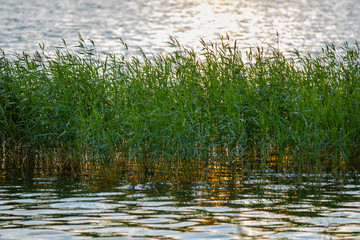 Beautiful green reeds along the coastline of the Archipelago of Finland during summer. 