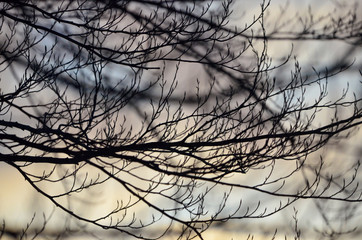 Branches