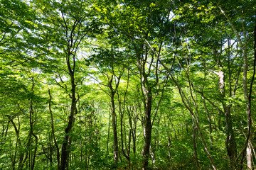Obraz premium 春の新緑の明るいブナの森