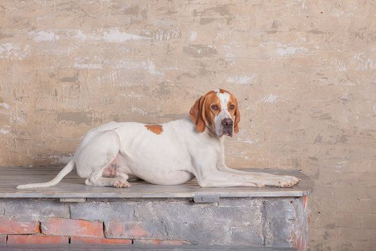 English pointer posing in a photo Studio at the background of vintage brick wall