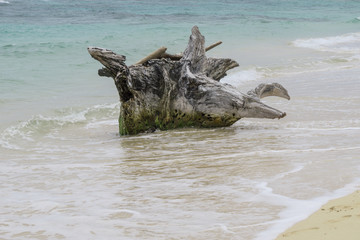 Fototapeta na wymiar Ocean Tree Timber on the beach