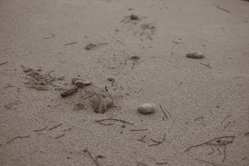 little Crab on a beach