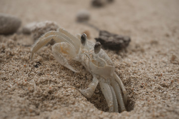 Big red crab on the sand. Caribbean crab. Macro.