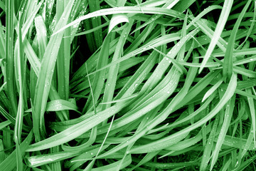 Green grass with dew drops on it.