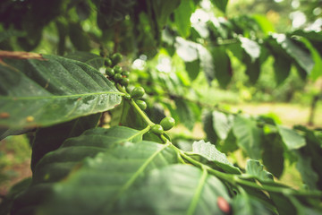 green coffee beans on plant, closeup detail photography