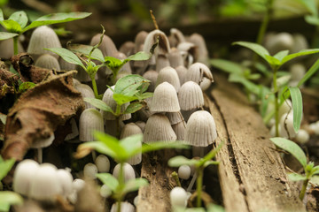 mushrooms in the forest