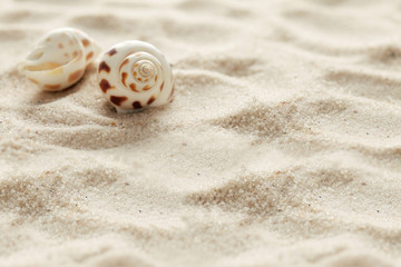 seashells and sand