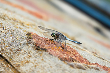 Close-up of a dragonfly sitting on rock