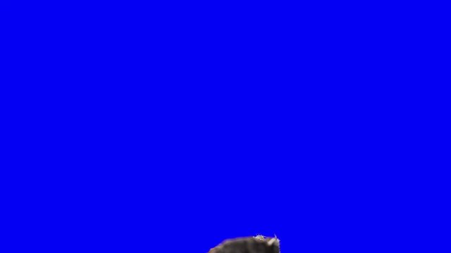 Chroma Key Effect Animal Footage Moth Catocala sponsa