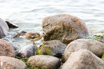 photo of a little bird