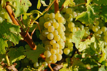 Green grapes growing in a New Zealand vineyard