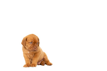 Cute puppy French breed dogue de Bordeaux sitting isolated on a white background with copy space