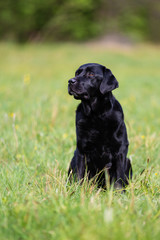 Black Labrador retriever dog on the meadow
