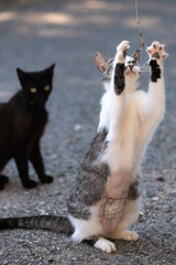 Fototapeta premium Wild cats in the street