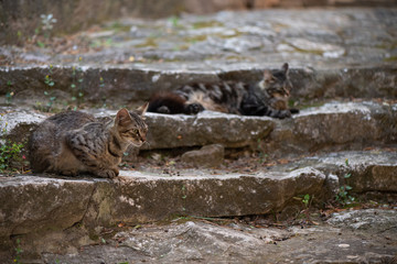 The wild cat of Corsica
