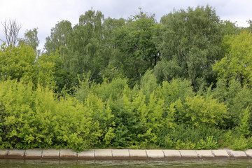 Bright green deciduous forest on the banks of the summer river