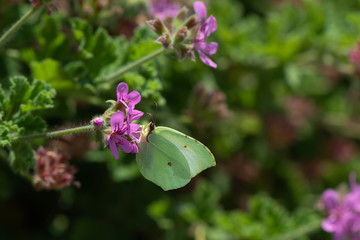 Gonepteryx rhamni, endemic butterfly of Corsica