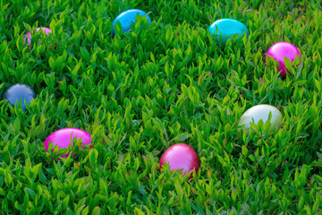 Multicolored eggs lying on green grass. Easter