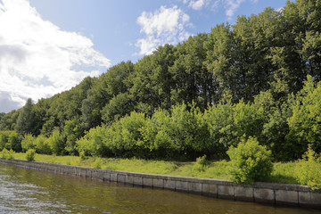 Bright green deciduous forest on the banks of the summer river