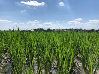 Green field of rice plant with water 