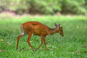 Barking deer or Muntjac in nature