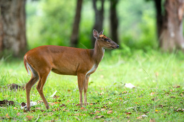 Barking deer or Muntjac in nature