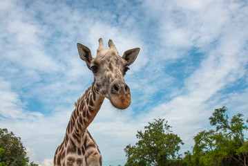 Closeup giraffe on blue sky background
