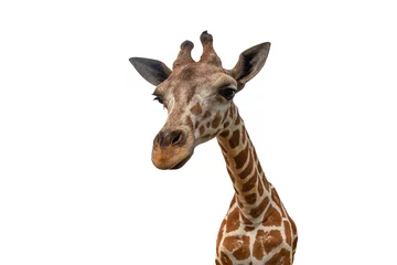 Gordijnen Close-up giraf geïsoleerd op witte achtergrond © chamnan phanthong