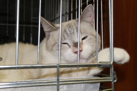 White cat named "Hodor" sitting in a cage in a shelter for homeless cats.