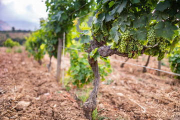 Fototapeta na wymiar Vineyards in Patrimonio, Corsica