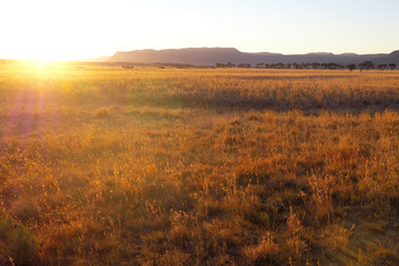 Grassland with setting sun