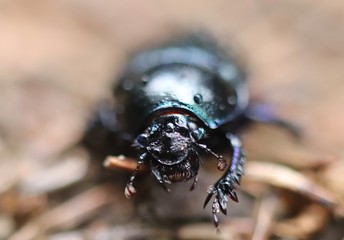 beetle on leaf