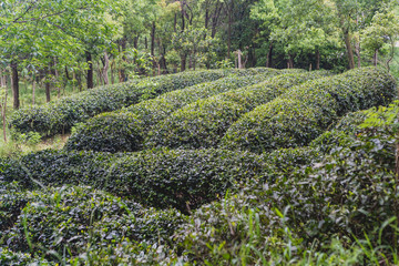 Fototapeta na wymiar tea garden