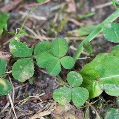 Vierblättriges Kleeblatt Klee four-leaf clover grün green garten garden Glück fortune good luck...