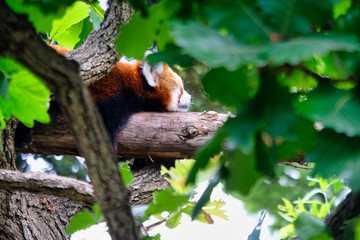 red panda on tree