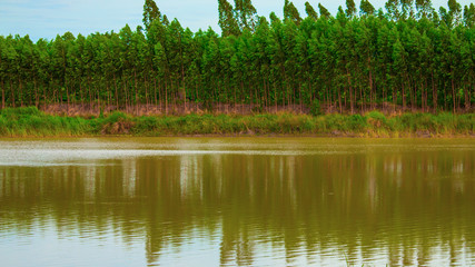 Rows of trees beside the pond