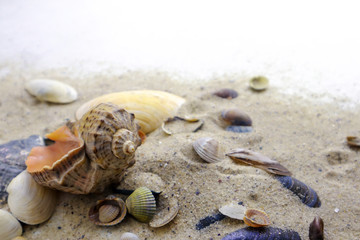  Seashells and pebbles on sand with space for text