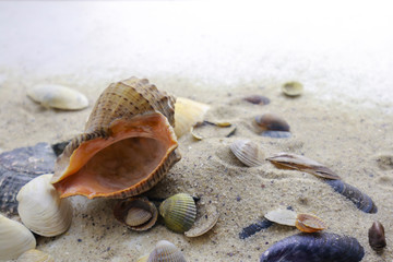Fototapeta na wymiar Seashells and pebbles on sand with space for text