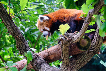 red panda on tree
