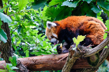 red panda on tree